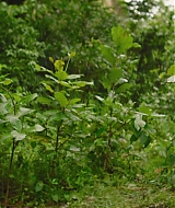 Filename=0939.jpg
Filesize=268KiB
Dimensions=1920x800
Date added=Aug 24, 2022 0939.jpg